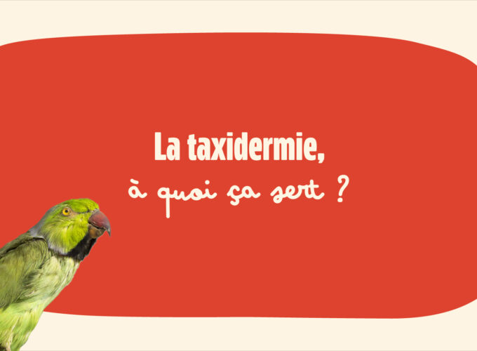 fabrique_des_savoirs_taxidermie_00