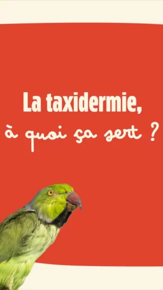 Instagram post from maitre.chat. This post is in position 2.